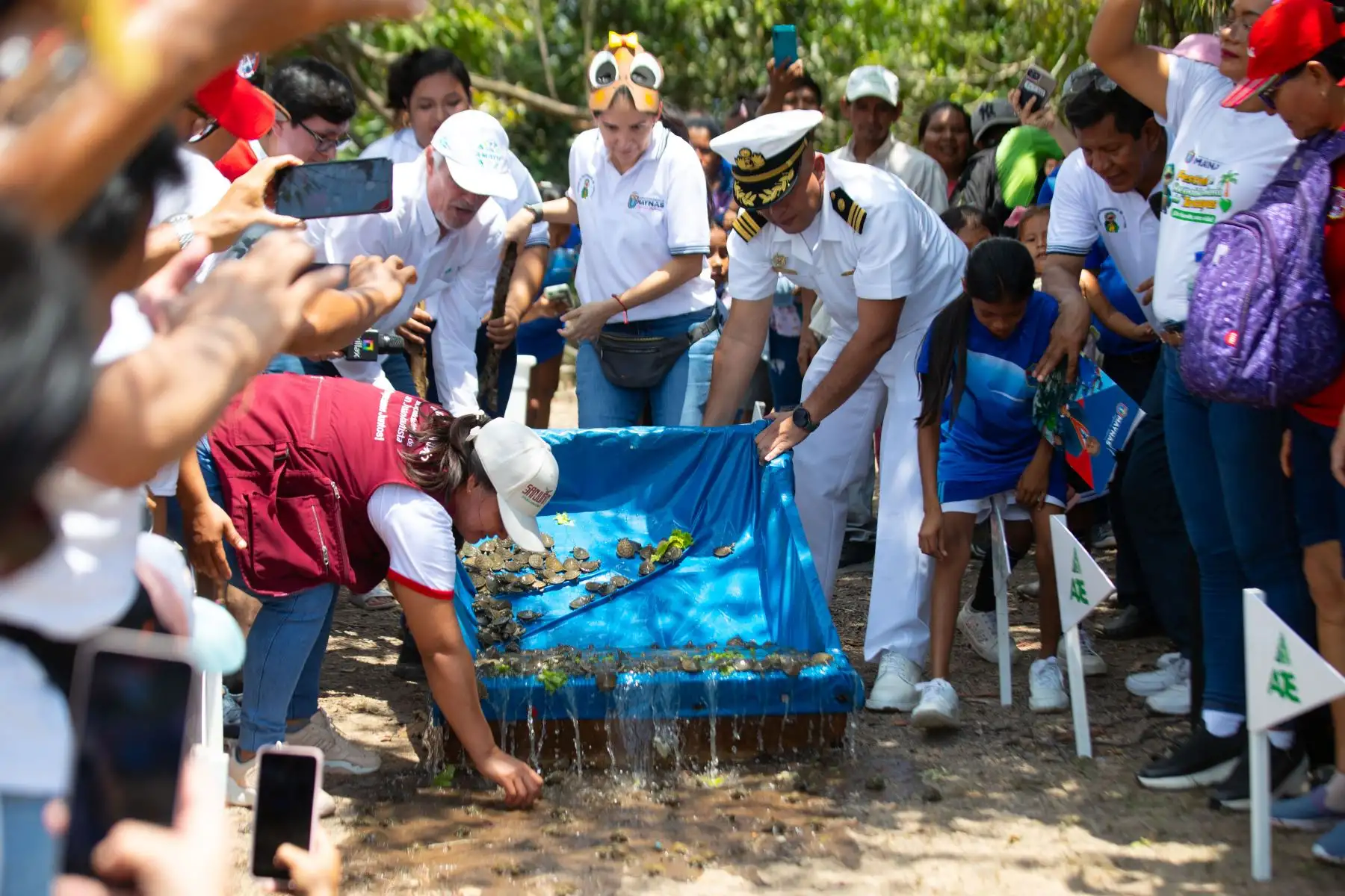 Más de 4 mil tortugas taricayas fueron liberadas a orillas del río Nanay en la playa Tipishca, ubicada en la comunidad de San José de Lupuna, en la región Loreto, con el apoyo del Grupo Aje, la Municipalidad de Maynas y la comunidad Cucama Cucamiria. Foto: ANDINA/Daniel Bracamonte