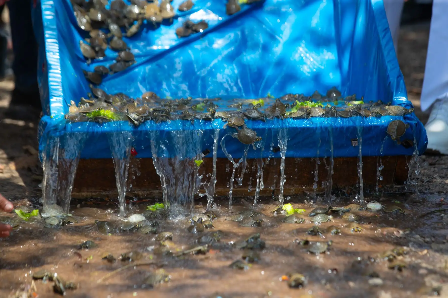 Más de 4 mil tortugas taricayas fueron liberadas a orillas del río Nanay en la playa Tipishca, ubicada en la comunidad de San José de Lupuna, en la región Loreto, con el apoyo del Grupo Aje, la Municipalidad de Maynas y la comunidad Cucama Cucamiria. Foto: ANDINA/Daniel Bracamonte