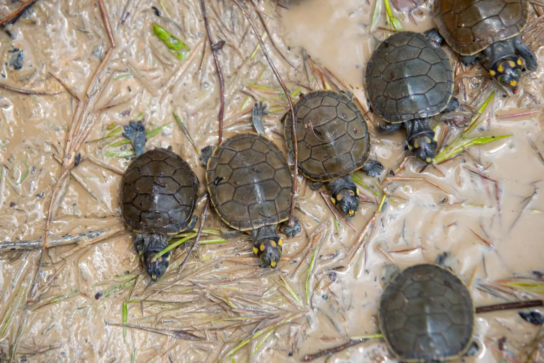 Las taricayas son una especie de tortugas de agua dulce en peligro de extinción, y cada año se realizan actos de liberación masiva de estos animales como parte de una iniciativa de conservación y reproducción de la especie liderada por el Servicio Nacional de Áreas Naturales Protegidas por el Estado (Sernanp). Foto: ANDINA/Daniel Bracamonte