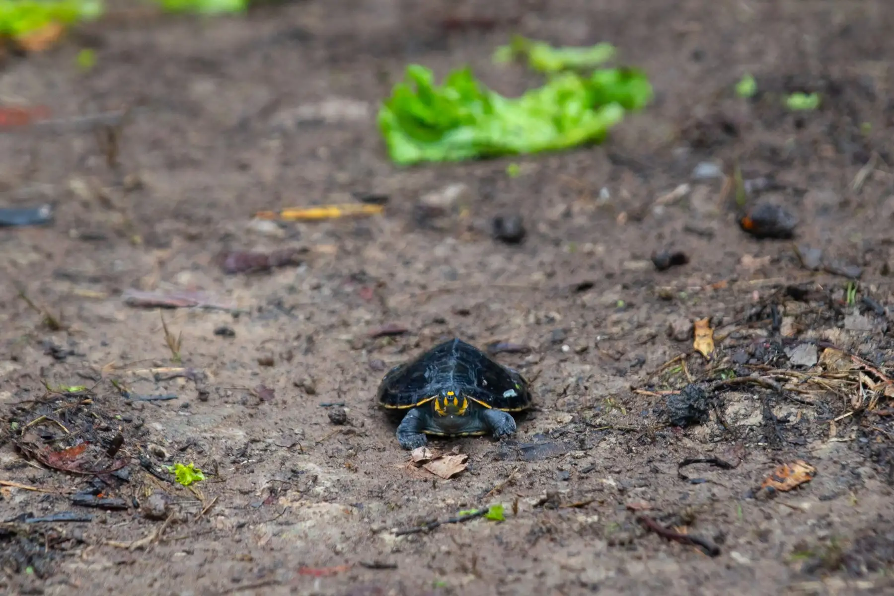 Las taricayas son una especie de tortugas de agua dulce en peligro de extinción, y cada año se realizan actos de liberación masiva de estos animales como parte de una iniciativa de conservación y reproducción de la especie liderada por el Servicio Nacional de Áreas Naturales Protegidas por el Estado (Sernanp). Foto: ANDINA/Daniel Bracamonte