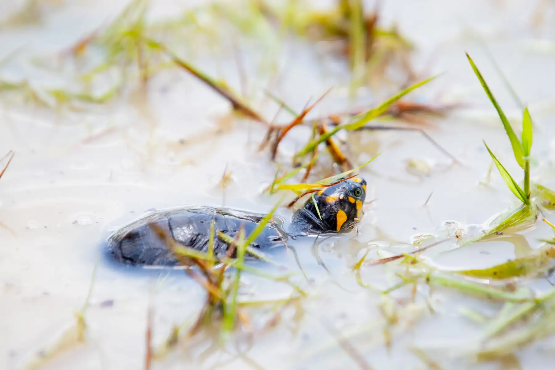 Las taricayas son una especie de tortugas de agua dulce en peligro de extinción, y cada año se realizan actos de liberación masiva de estos animales como parte de una iniciativa de conservación y reproducción de la especie liderada por el Servicio Nacional de Áreas Naturales Protegidas por el Estado (Sernanp). Foto: ANDINA/Daniel Bracamonte