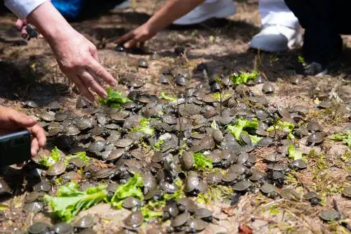 Celebran biodiversidad con liberación de taricayas y concurso de escaladores de aguaje en Loreto. ANDINA/Daniel Bracamonte
