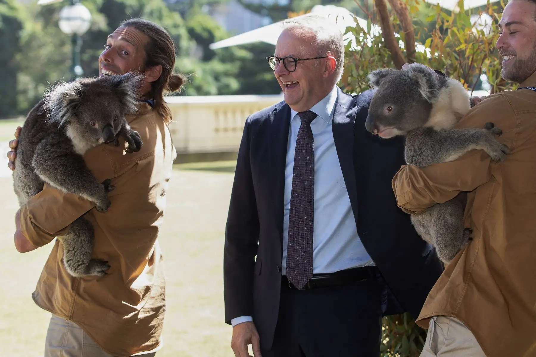 Esta fotografía tomada y publicada el 6 de marzo de 2024 por la Cumbre Especial ASEAN-Australia 2024 muestra al Primer Ministro de Australia, Anthony Albanese, reuniéndose con un koala cuando llega a la Casa de Gobierno para el Retiro de Líderes durante la 50.ª Cumbre Especial ASEAN-Australia. en Melbourne. AFP