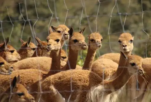 La alta calidad de la fibra de la vicuña destaca notablemente a nivel mundial.INTERNET/Medios