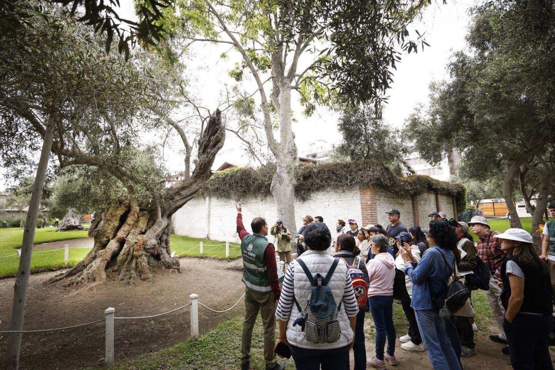 Delegaciones de APEC Perú 2024 podrán conocer olivo centenario plantado por Fray Martín de Porres en San Isidro. Foto: Municipalidad de San Isidro