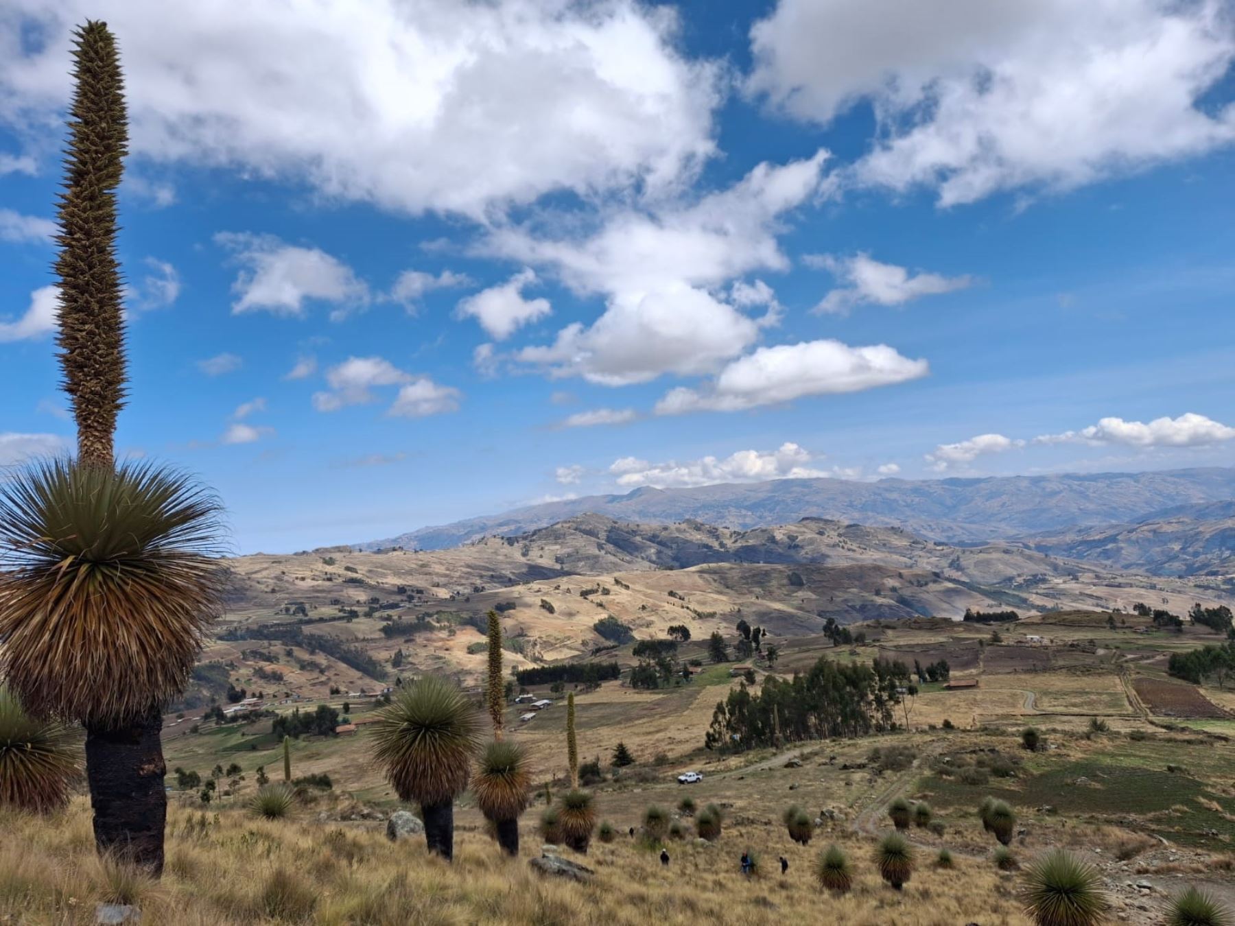 Más de 10,000 plantíos de la puya raimondi, una de las especies emblemáticas de Perú que fueron germinadas bajo la modalidad in vitro, fueron sembradas en las alturas del distrito de Salpo, provincia de Otuzco, en la sierra de La Libertad. ANDINA/Difusión