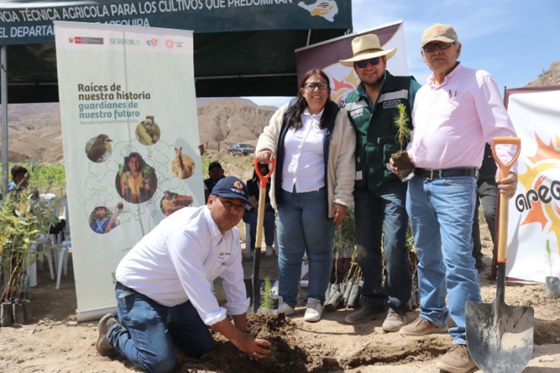 En el departamento de Arequipa existen 37 plantaciones forestales registradas en la modalidad de macizos.