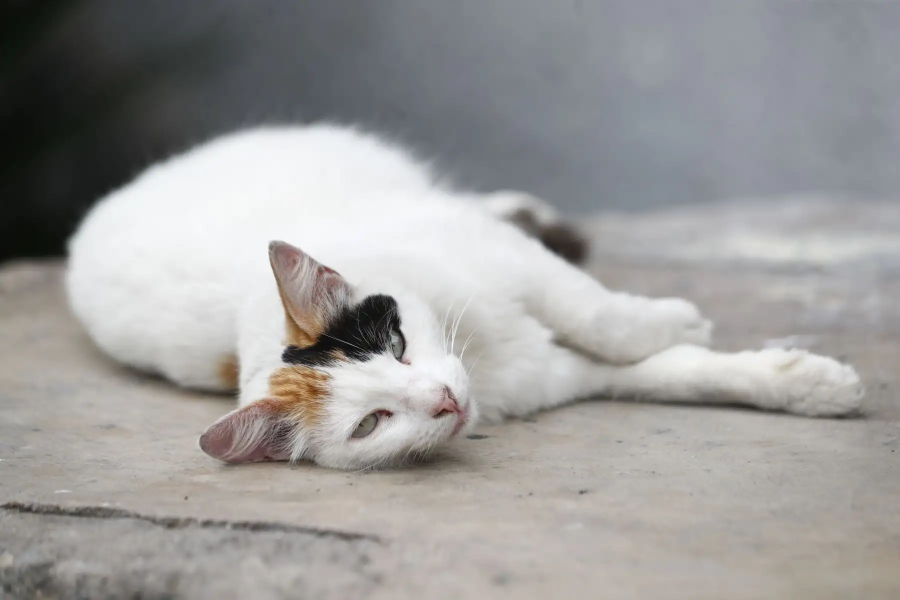 Con la participación de artistas de la farándula e influencers, se presentó el Adoptatón 2024, gran campaña de adopción organizada por la Fundación Rayito y la Municipalidad de Lima, con el fin de encontrarle un hogar a unos 100 perros y gatos rescatados de la calle, y que se realizará en el Parque de la Exposición el sábado 23 y domingo 24 de noviembre. Foto: ANDINA/Daniel Bracamonte