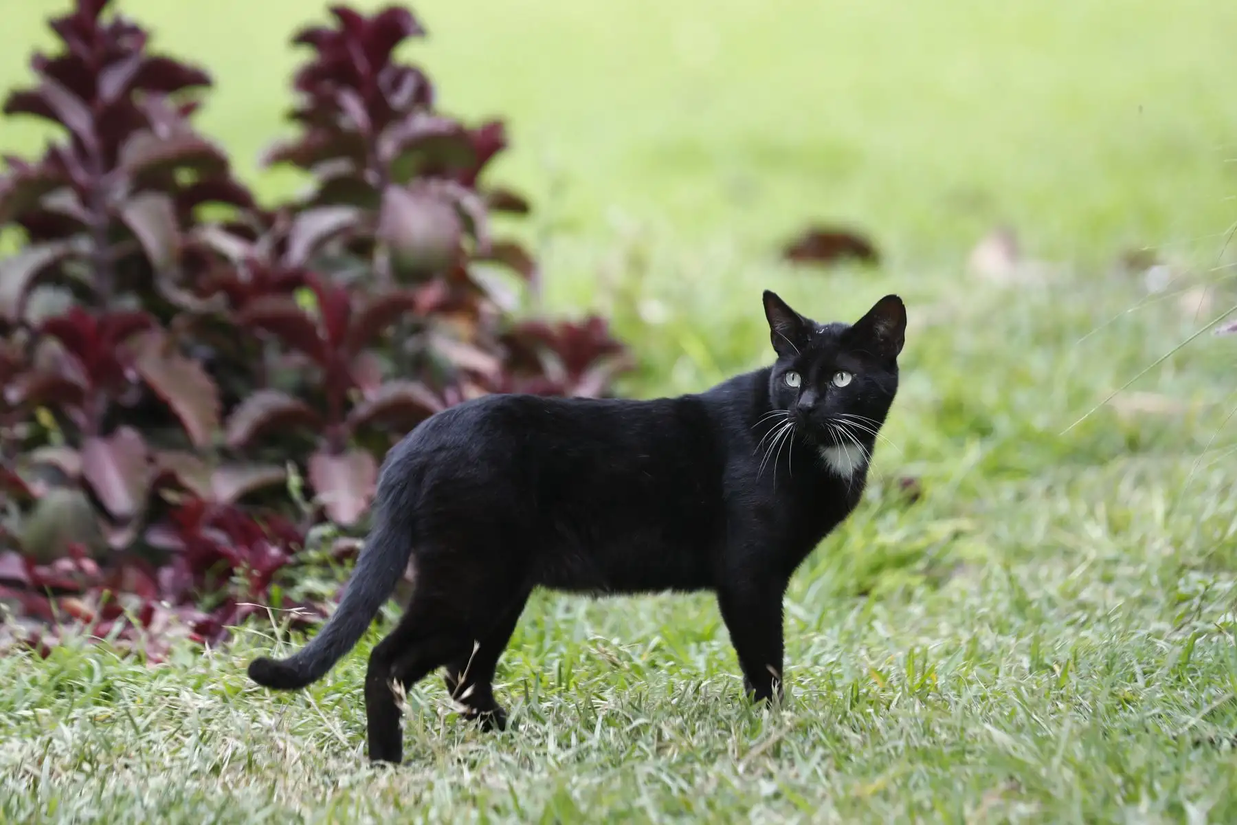 Con la participación de artistas de la farándula e influencers, se presentó el Adoptatón 2024, gran campaña de adopción organizada por la Fundación Rayito y la Municipalidad de Lima, con el fin de encontrarle un hogar a unos 100 perros y gatos rescatados de la calle, y que se realizará en el Parque de la Exposición el sábado 23 y domingo 24 de noviembre. Foto: ANDINA/Daniel Bracamonte