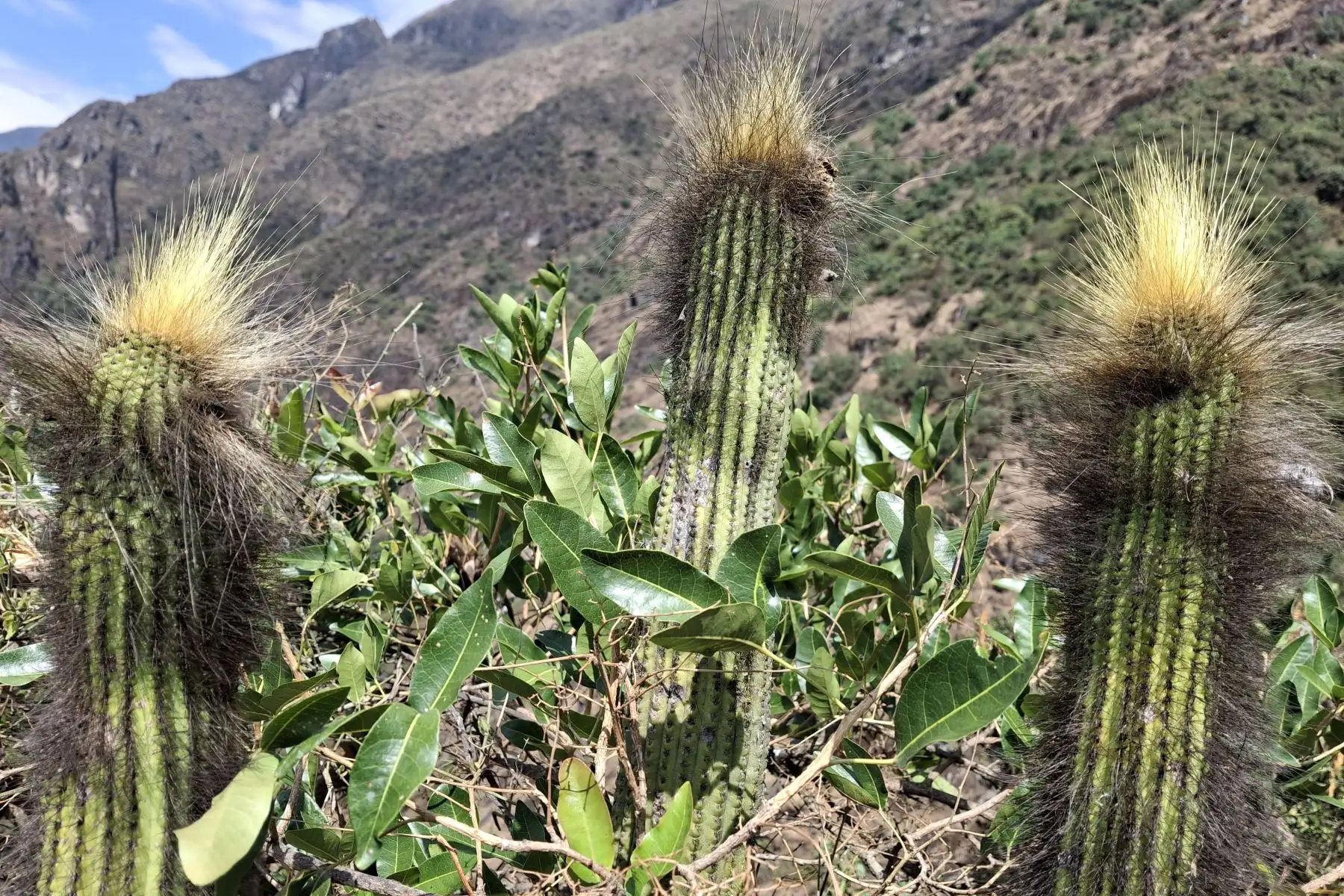 Impulsados por la promesa de desenterrar vestigios de un pasado prehispánico, partimos hacia este enigmático lugar ubicado en el distrito de Salpo, en la provincia de liberteña de Otuzco. Foto: Luis Puell