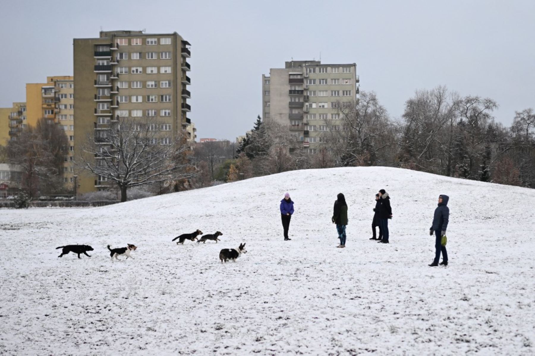 Residentes locales pasean a sus perros en un parque de Varsovia, mientras la primera nieve de la temporada cubre la capital de Polonia. Foto: AFP