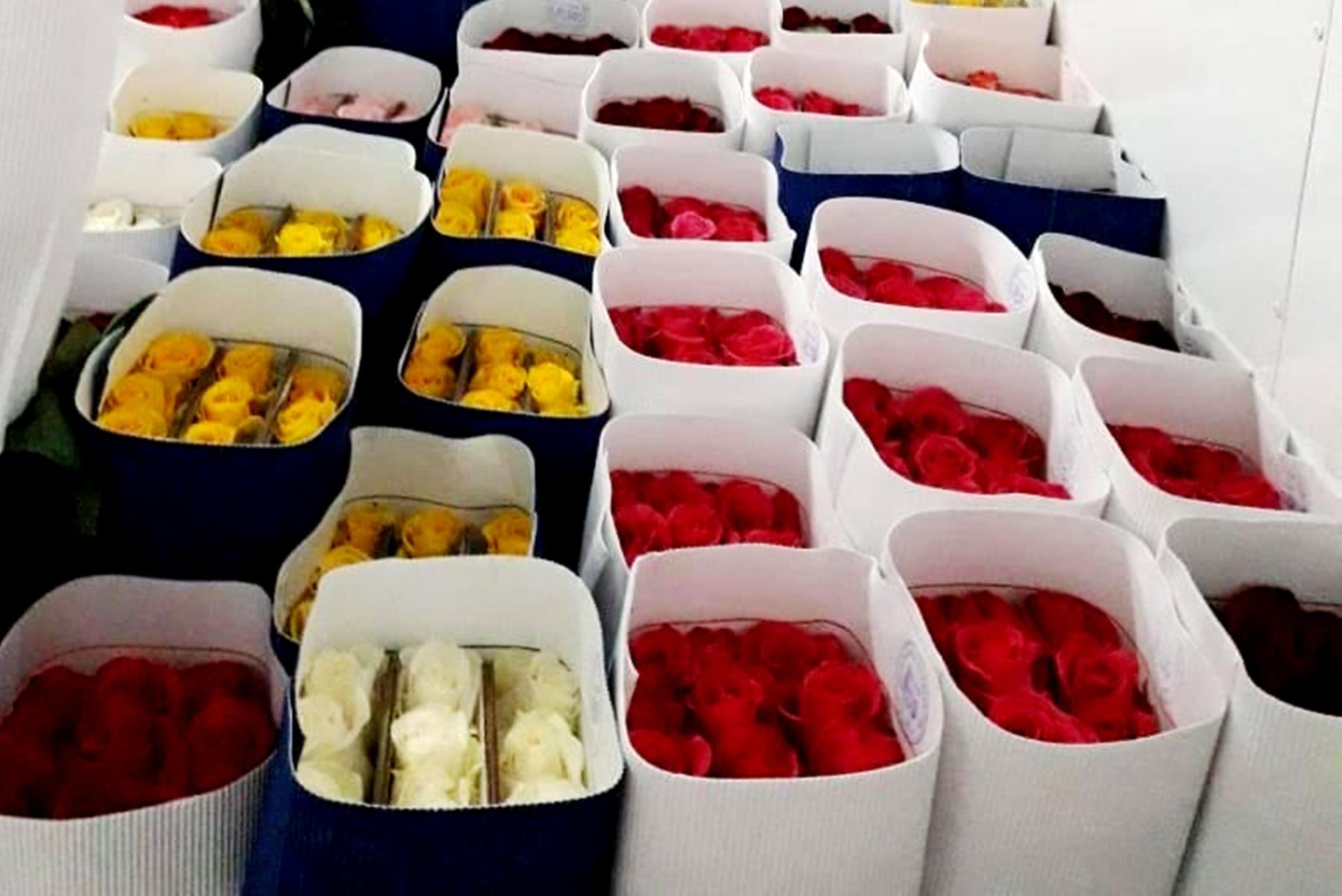 Las rosas tienen gran demanda por San Valentín. ANDINA/Difusión