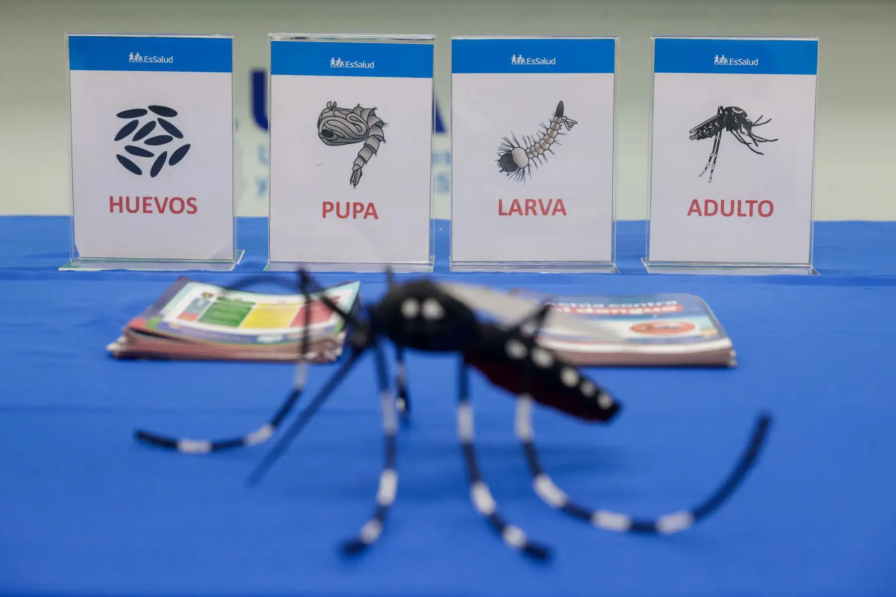 El desplazamiento a zonas donde habita el mosquito vector aumenta el riesgo de contagio. Por ello, EsSalud recomienda cubrir brazos y piernas con ropa de manga larga y pantalones, aplicar repelente de forma regular, eliminar criaderos de mosquitos como piscinas, floreros y depósitos de agua sin tapa, lavar recipientes con una escobilla para eliminar huevos del mosquito y proteger puertas y ventanas con mosquiteros. Foto: ANDINA/Luis Iparraguirre