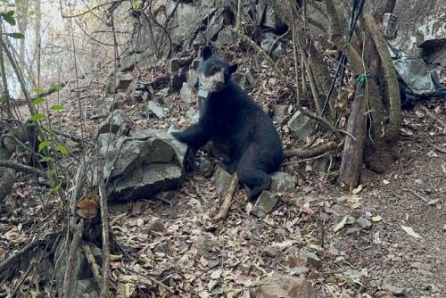 Lambayeque: con collares satelitales monitorean a osos de anteojos en Refugio Laquipampa