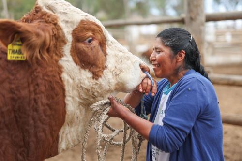 Midagri impulsa ganadería de alto rendimiento y de calidad con miras a la exportación en el 39º Concurso Nacional de Ganado Vacuno Engordado