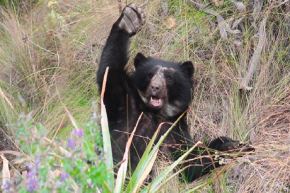 Expertos del Sernanp, entidad perteneciente al Minam, y Conservación del Oso de Anteojos realizan estudio que impactará en la conservación de dicha especie emblemática de nuestra biodiversidad.