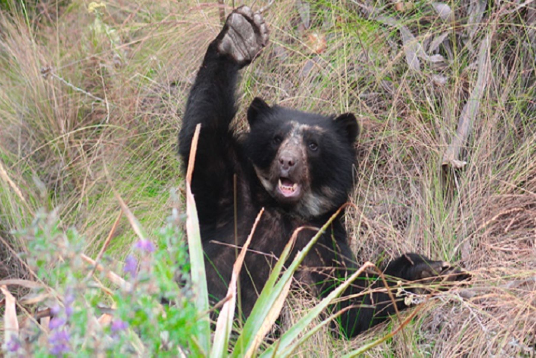 Expertos del Sernanp, entidad perteneciente al Minam, y Conservación del Oso de Anteojos realizan estudio que impactará en la conservación de dicha especie emblemática de nuestra biodiversidad.