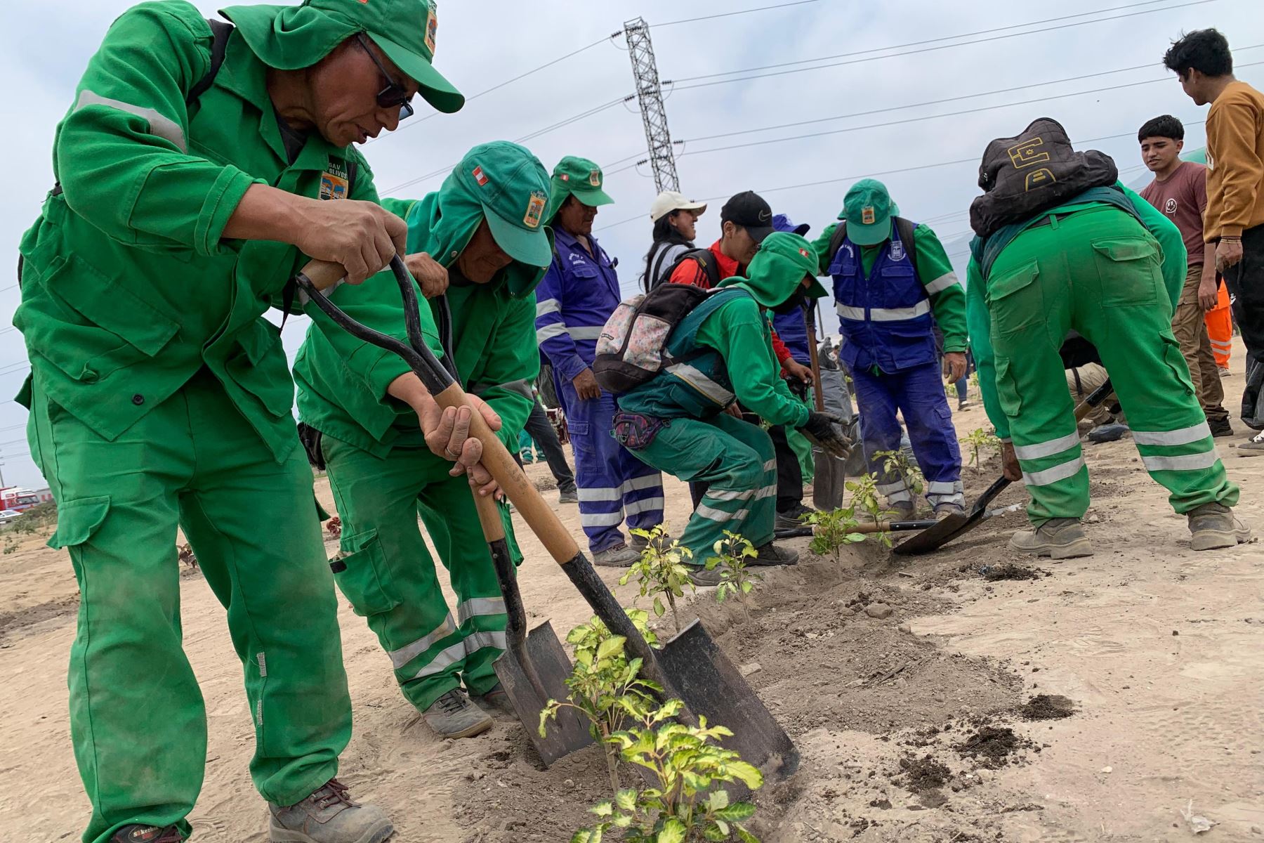 Municipalidad de Los Olivos sembró más de 20,000 árboles durante actual gestión. Foto:ANDINA/Difusión