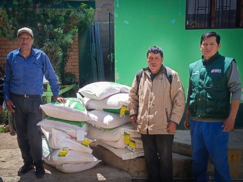 Más de 167 toneladas de pastos serán instaladas por el Programa Agro Rural del Ministerio de Desarrollo Agrario y regio (Midagri) en 2,1000 hectáreas de 51 distritos de 7 provincias de la región Junín a fin de reactivar la actividad ganadera y mejorar los ingresos de las familias agropecuarias.