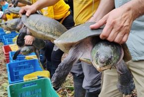 taricaya), oso perezosos, zarigüey, guacamayos y otros fueron liberados en su hábitat natural en la zona de amortiguamiento de la Reserva Nacional Pacaya Samiria, en Loreto, tras ser rescatados de su cautiverio. ANDINA/Difusión