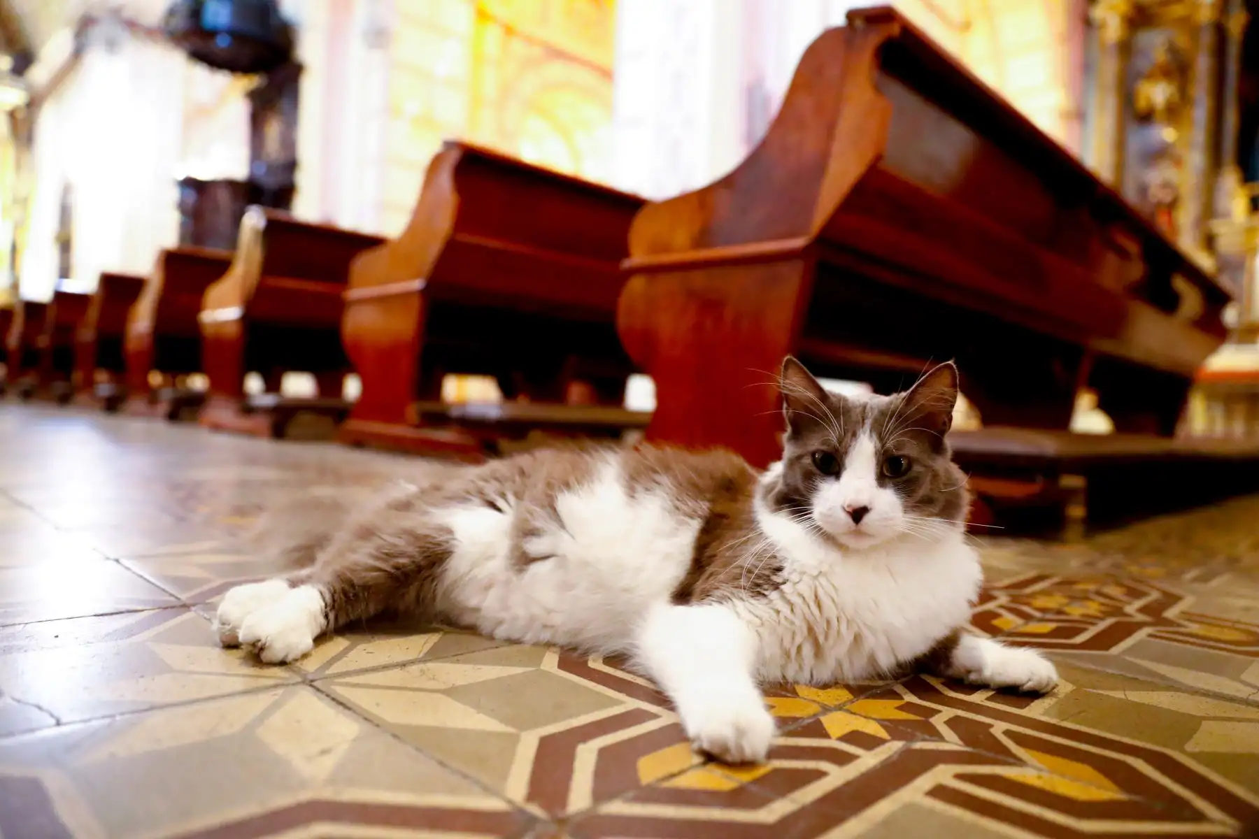 Según cuentan los sacerdotes y trabajadores del templo, este gato fue abandonado hace pocos años en los exteriores de la iglesia de Nuestra Señora de la Merced. Sin embargo el animalito fue acogido por las personas, y actualmente es la mascota del convento. Foto: ANDINA/Daniel Bracamonte