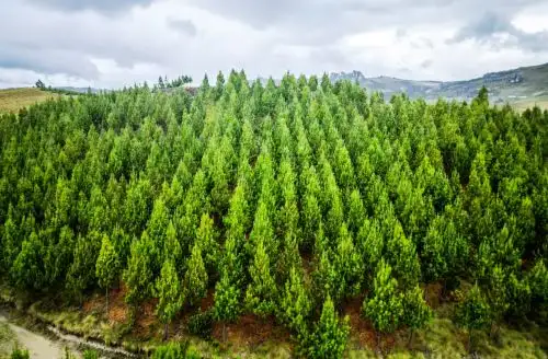 Estas plantaciones se van a desarrollar en tierras de comunidades campesinas, comunidades nativas y también en las concesiones forestales, sostuvo el titular del Midagri, Angel Manero. ANDINA/Difusión