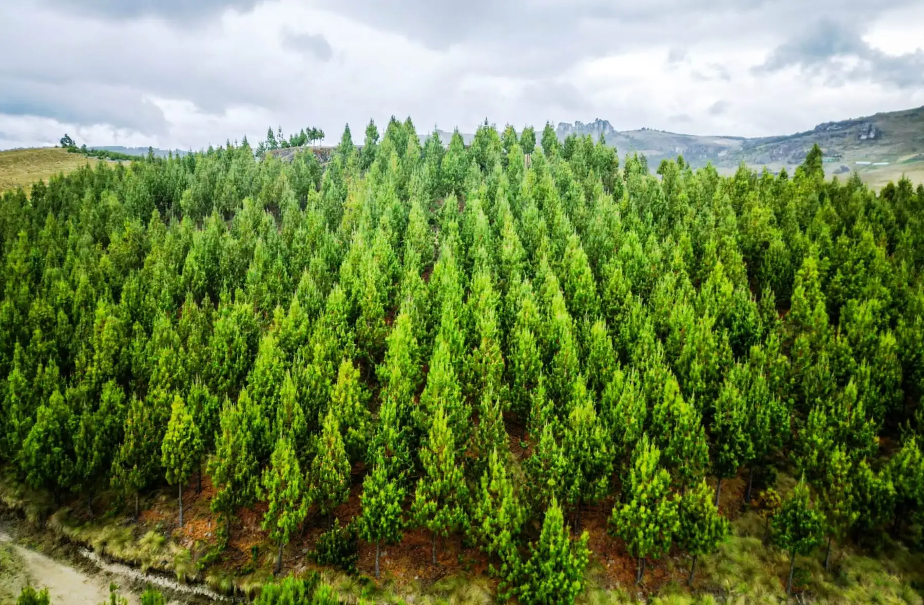 Estas plantaciones se van a desarrollar en tierras de comunidades campesinas, comunidades nativas y también en las concesiones forestales, sostuvo el titular del Midagri, Angel Manero. ANDINA/Difusión