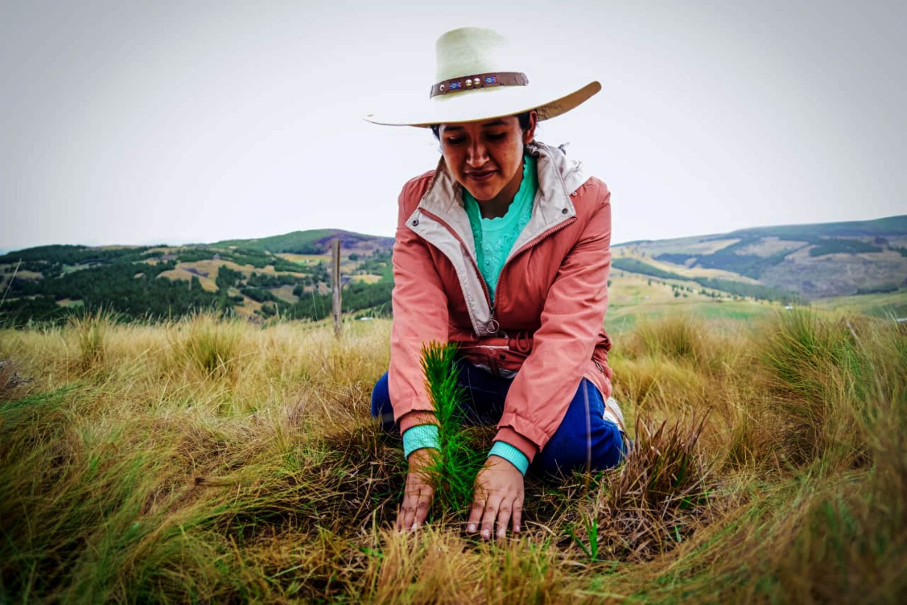 Seis comunidades de cinco provincias de Cajamarca acceden a programa de incentivos forestales por S/ 4.2 millones que otorga el Serfor para que puedan desarrollar plantaciones de especies forestales como pino y eucalipto. ANDINA/Difusión