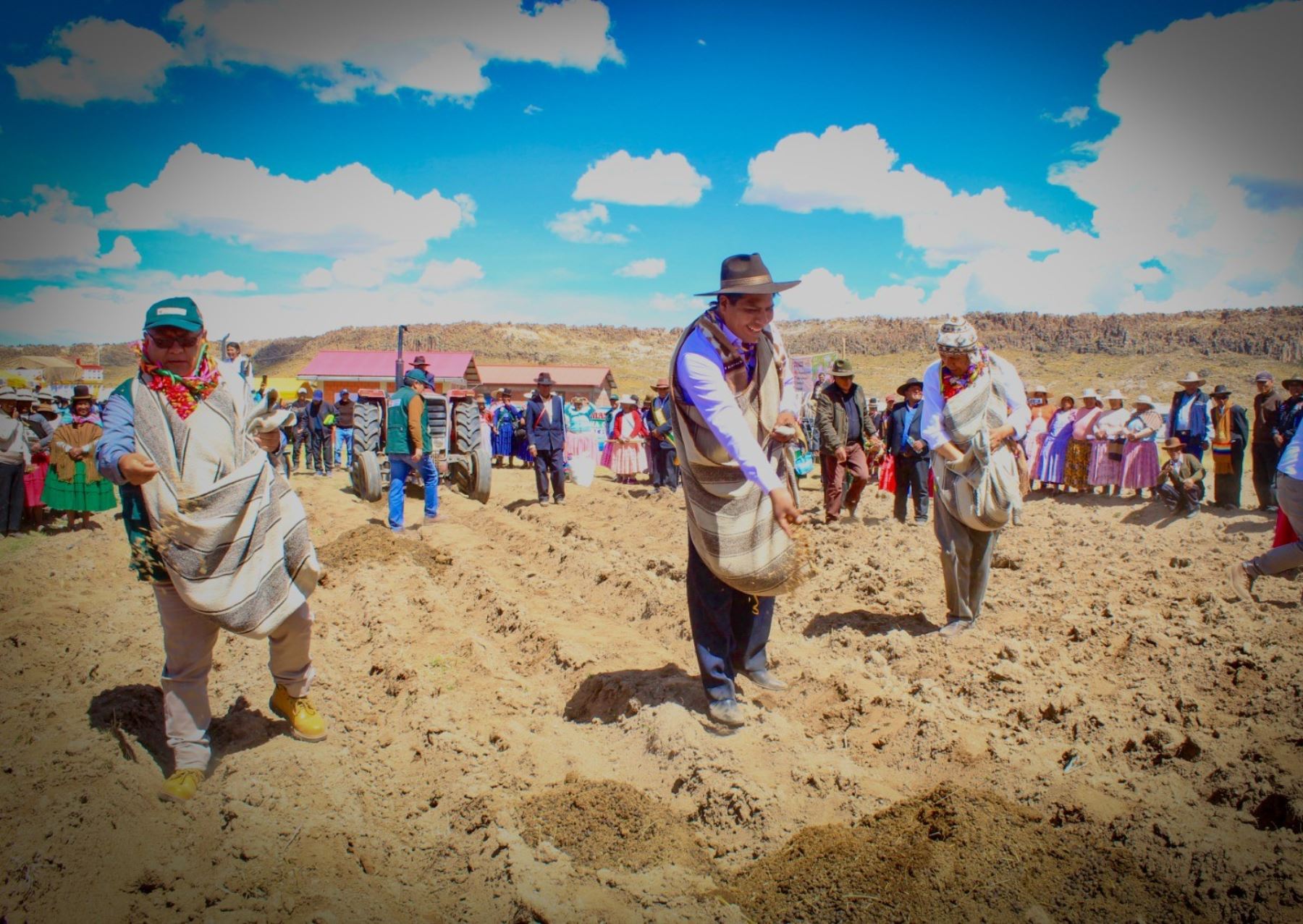 Más de 600 familias productoras de Puno se benefician con la entrega de 33,000 kg de semillas de pastos cultivados que realiza el programa Agro Rural. ANDINA/Difusión