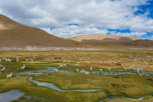 Las qochas permiten el uso sostenible del territorio por las comunidades ganaderas. Foto: Cortesía.