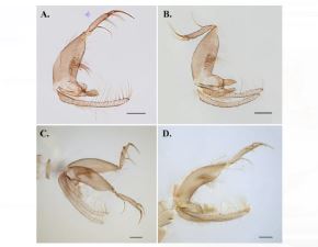 Investigadores peruanos descubrieron una nueva especie de insecto en la selva de Cusco. ANDINA/Difusión