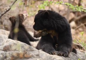 Captan en video a una osa de anteojos y su cría de cinco meses en Reserva Ecológica de Chaparrí, en la región Lambayeque. La Reserva se ha convertido en un lugar importante para la conservación de esta especie. ANDINA/Difusión