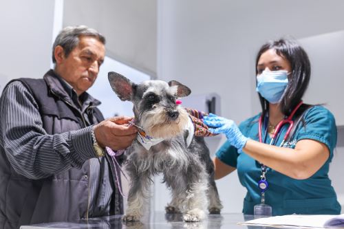 Viaja con tu mascota: debes tramitar un certificado con anticipación ante el Senasa