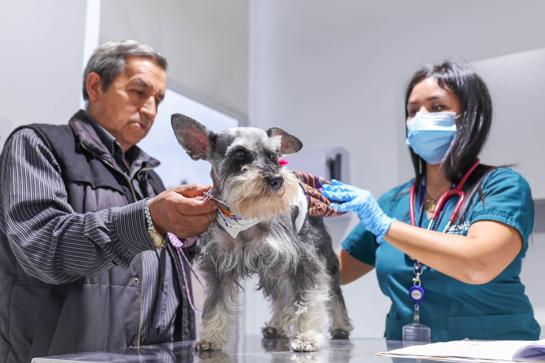 Como se sabe, el cumplimiento de los requisitos sanitarios para algunos países debe realizarse con anticipación; por lo que, el propietario de mascota es responsable en contar con la información necesaria. ANDINA/ Midagri.