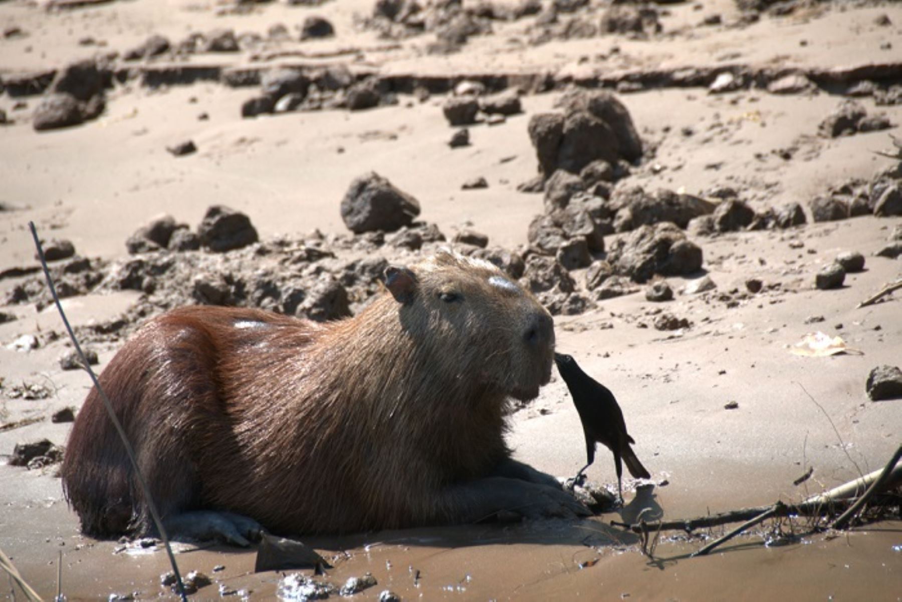 Los capibara o ronsocos son una especie sociable que vive en grupo de hasta 20 ejemplares. ANDINA