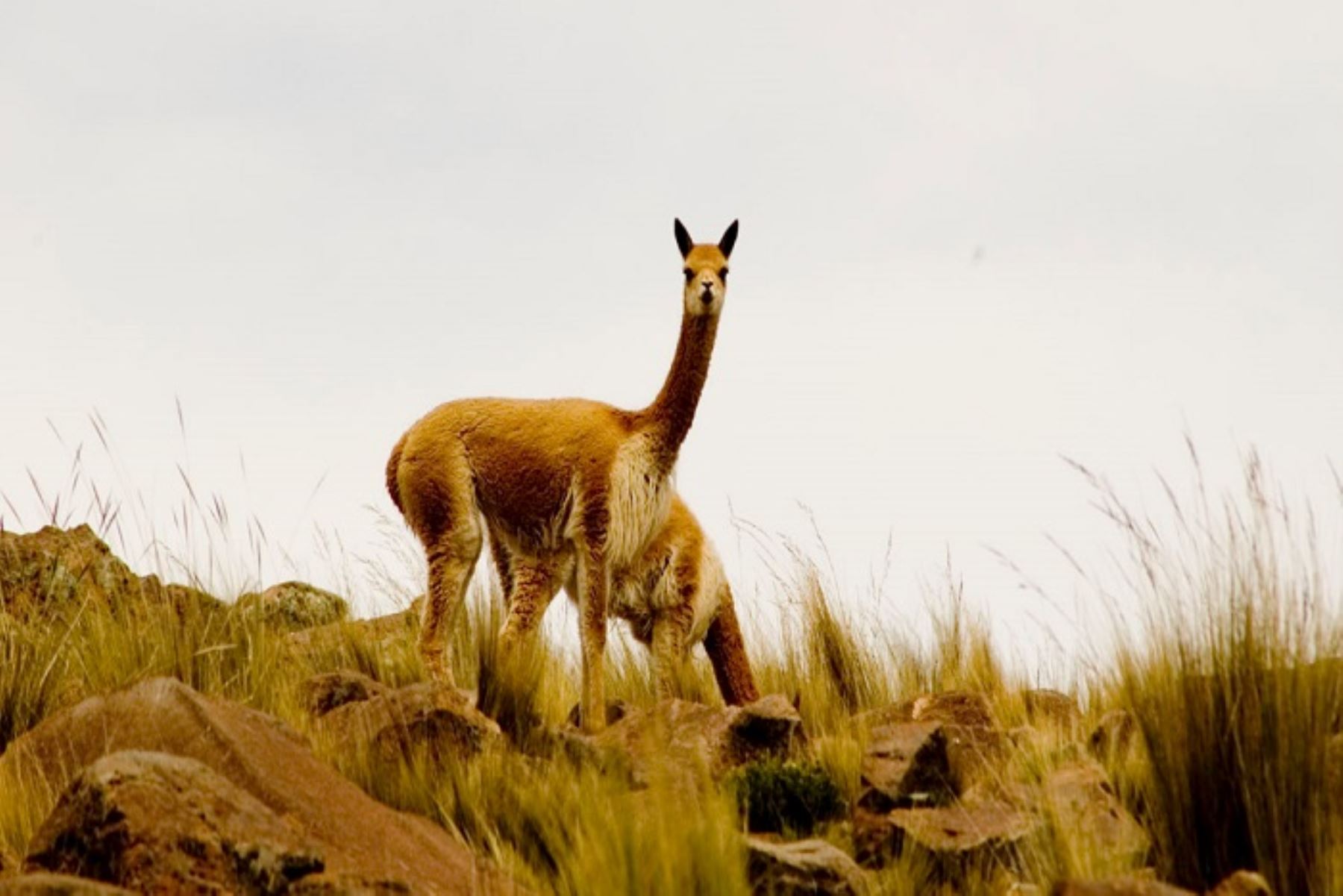 Primer Congreso Internacional de Restauración de Ecosistemas y Tierras Forestales con Enfoque de Paisaje se realizó en la ciudad imperial del Cusco.