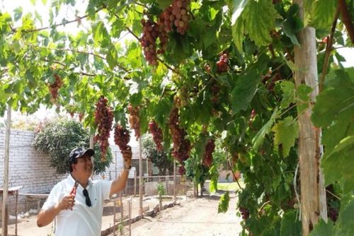 El Instituto Peruano de Energía Nuclear (IPEN) señaló que ante la puesta en marcha del Mega Puerto de Chancay, se abre un abanico de posibilidades para el sector agroexportador que representa al mismo tiempo una oportunidad para repotenciar las plantas de irradación de alimentos, indispensables para la exportación de productos peruanos.