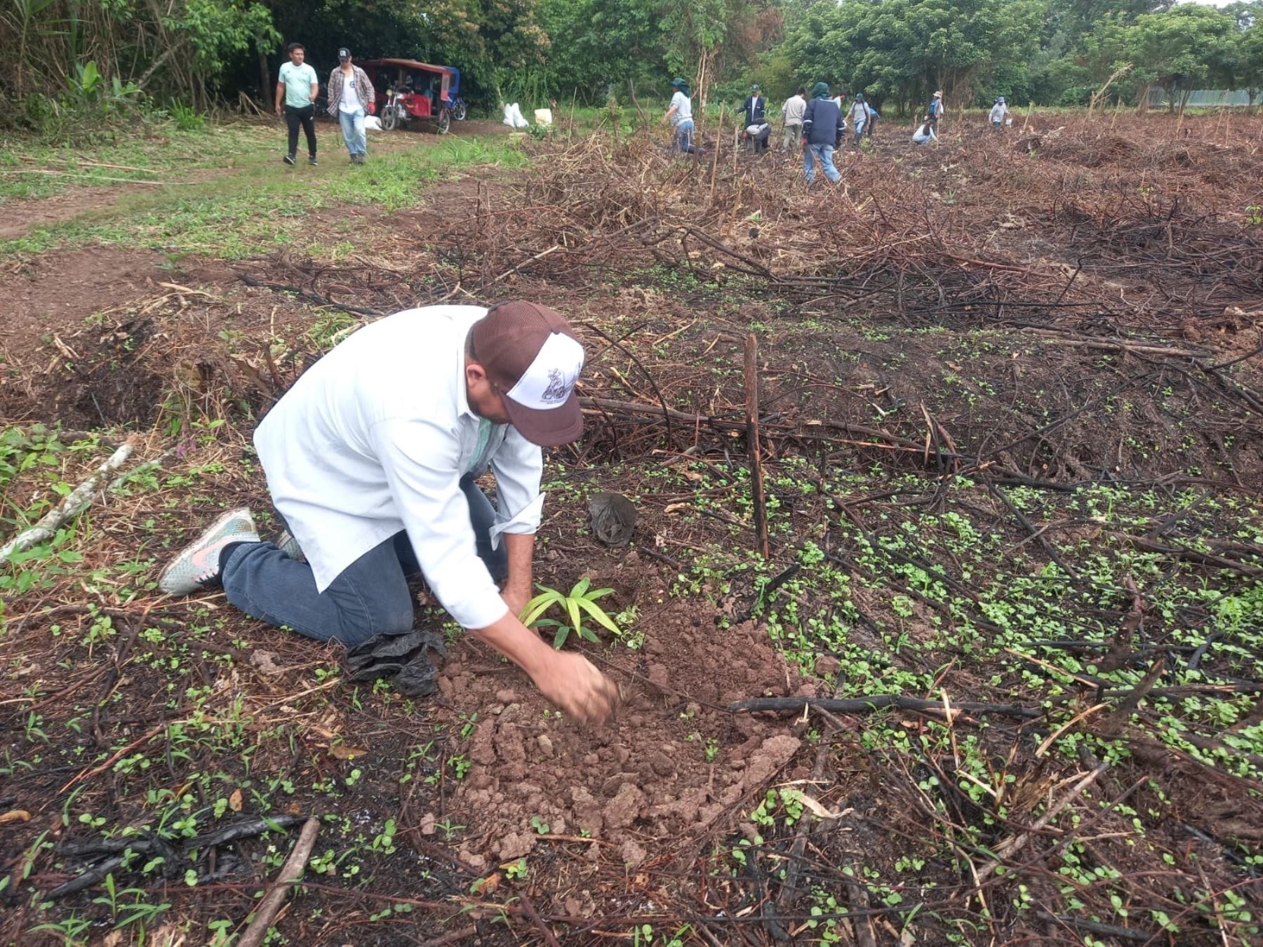 Más de 500 plantas de las especies capirona, bolaina y estoraque fueron sembradas durante la jornada de reforestación en la faja marginal del río Mayo, en la provincia de Moyobamba. ANDINA/Difusión