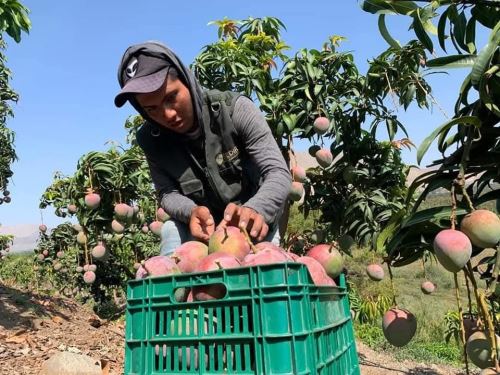 Áncash espera tener una buena producción de mango y lograr una mayor exportación de este producto gracias al nuevo puerto de Chancay. ANDINA/Difusión