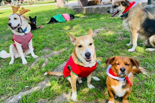 Campo de Marte: hoy viernes se inaugura la feria solidaria animalista Navidad Peluda. Foto: ANDINA/Difusión.