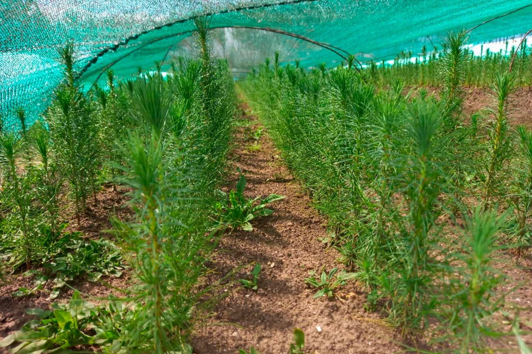 Con 67,680 plantines de árbol de la quina, Pataz cuenta con el mayor vivero forestal de esta emblemática especie. ANDINA/Difusión