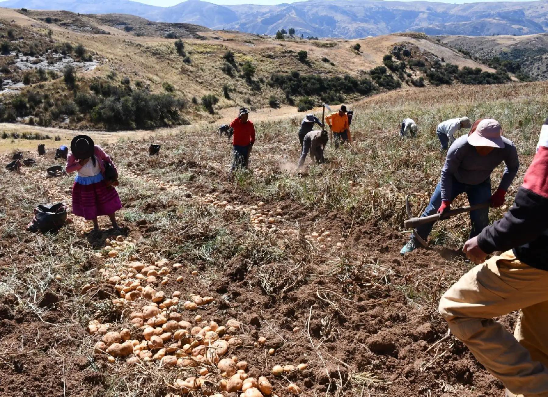 La asociatividad permite a los pequeños agricultores acceder a mejores mercados y mejores precios. ANDINA/Difusión