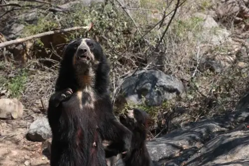 El oso andino es una de las especies emblemáticas de Perú y se encuentra amenazada por ello se hace un llamado para protegerla. ANDINA/Juan Carlos Guzmán