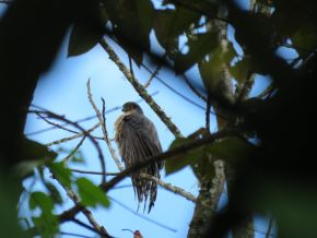 El Santuario Nacional Cordillera de Colán, ubicado en la región Amazonas, destaca por ser una zona de una gran riqueza biológica con un número elevado de especies endémicas. ANDINA/Difusión