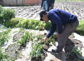 Cultivos de papa, habas, oca, quinua y otros se vieron afectados por la caída de una fuerte granizada en la provincia de Yunguyo, región Puno. ANDINA/Difusión