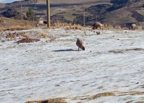 Una fuerte granizada provocó cuantiosos daños en el caserío Ururupa Baja, ubicado en el distrito y provincia de Santiago de Chuco, en la sierra de La Libertad.