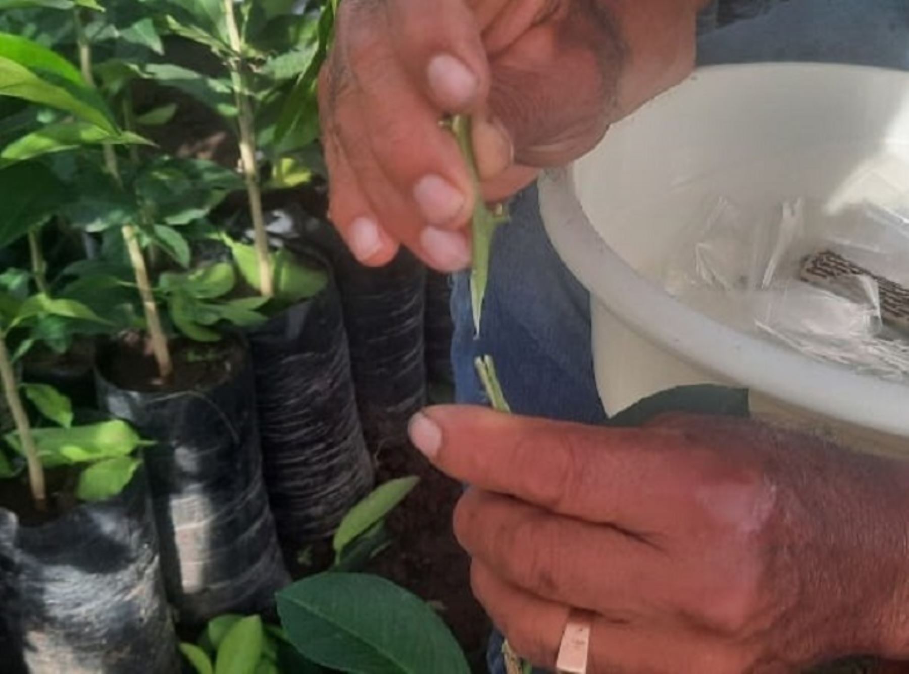 Especialistas del Proyecto Especial Huallaga Central y Bajo Mayo de San Martín injertan plantones de limón cidra con el objetivo de mejorar su producción. ANDINA/Difusión