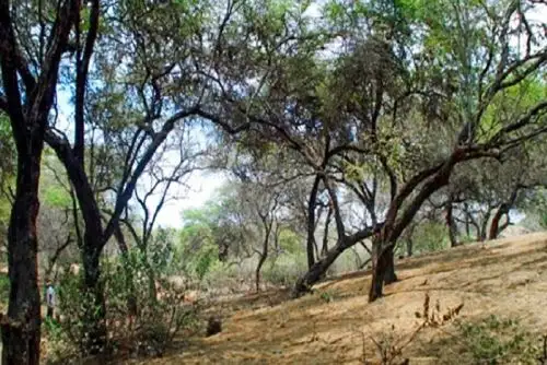 El Perú tiene el compromiso internacional de recuperar el 30% de las áreas degradadas al 2030, lo cual incluye los bosques secos.