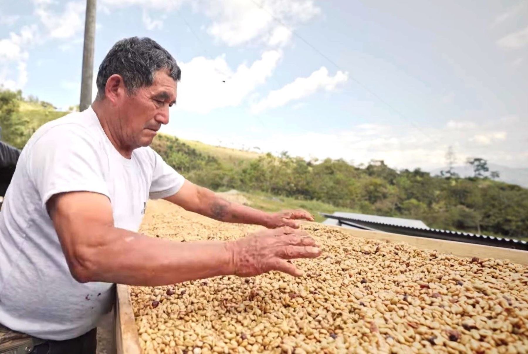 Cafetaleros de Cajamarca se especializan en la producción de cafés orgánicos y de especialidad para llegar a más mercados internacionales con apoyo del programa ProInnóvate. ANDINA/Difusión