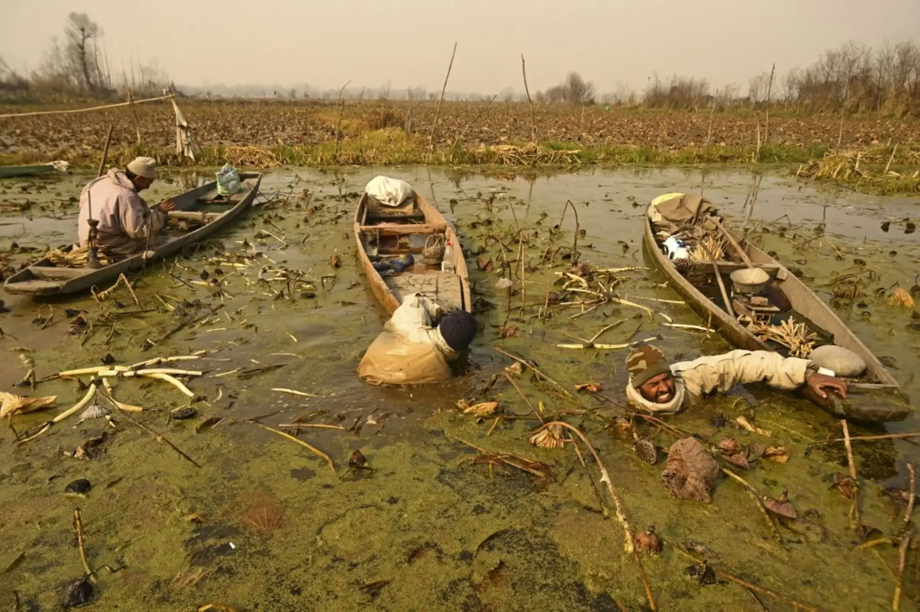 Los agricultores de Cachemira arrancan tallos de loto en las aguas frías del lago Anchar en Srinagar el 10 de diciembre de 2024. (Foto de TAUSEEF MUSTAFA / AFP)